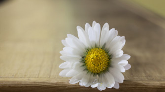 Daisy Flower Wallpaper