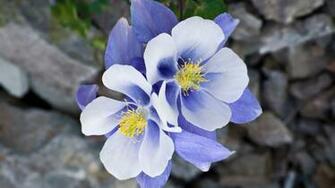 Purple Flowers Wallpaper