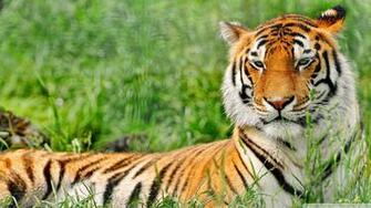 Tiger Super Photo Shoot Wal Animal Lovers Wallpaper