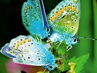 Lovely Butterflies With Roses Wallpaper HD