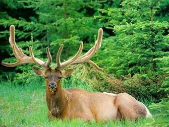 Deer Wallpaper