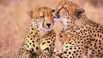 Love Wallpaper HD And Image