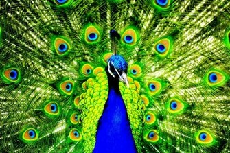 Wallpaper Of Peacock Feathers HD