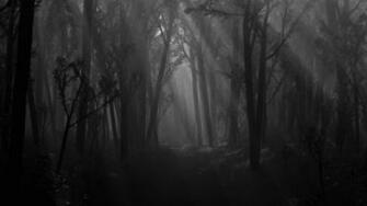 3d Abstract Black Forest Desktop Wallpaper HD