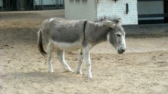 Donkey In A Zoo Barbaras HD Wallpaper
