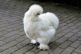 Silkie Chicken Feathers Stock Photo Image Wallpaper HD