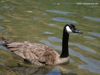 Canadian Goose Wallpaper HD Background Image Pictures