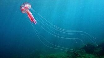 Wallpaper Jellyfish