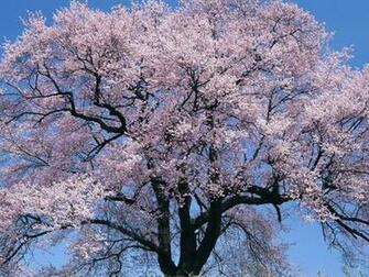The Cherry Tree Wallpaper Desktop