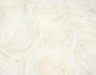 Plain Faded White Rose HD Desktop Background Wallpaper