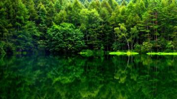 Forest Green Wallpaper HD Teahub Io