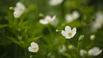Wallpaper Flowers White Green Meadow HD Background