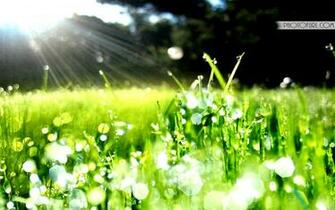 Yellow Color Wallpaper Grass