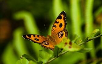 Nature Animals Insects HD Wallpaper