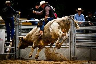 Go Back Image For Pro Bull Riding Wallpaper