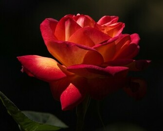 Red Rose On A Black Background Wallpaper And Image