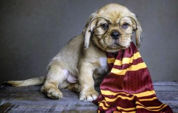 Wallpaper Dog Scarf Glasses Puppy Image For Desktop Section