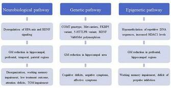 Frontiers Childhood Trauma In Schizophrenia Current Findings