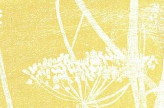 Cow Parsley Wallpaper White Print On Yellow