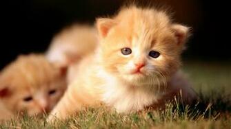 Cats Kittens Wallpaper