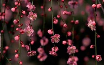 Funny Wallpaper HD Spring Flowers
