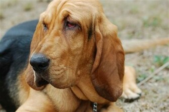 Bloodhound Dog Wallpaper