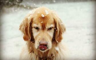 Snow Dogs