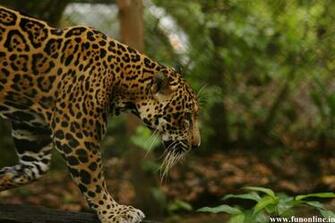 Jaguar Wallpaper Stunning HD For