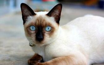 Siamese Cat High Quality Wallpaper HD