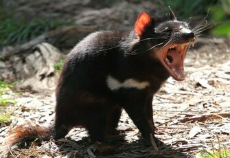 Tasmanian Devil