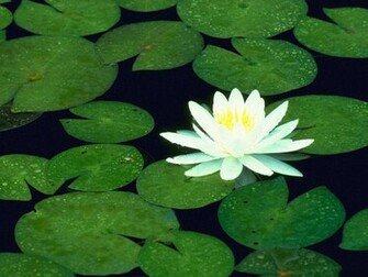 Wallpaper Lotus Flower