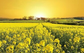 Spring Flowers Wallpaper Flower Background Plants