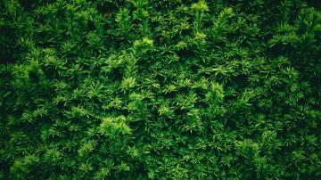 Wallpaper Leaves Plant Green Texture