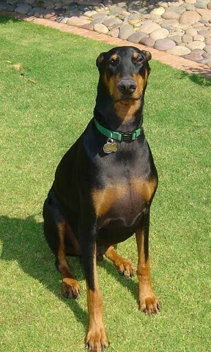 Doberman Pinscher Wallpaper For Android By Xanders Arts