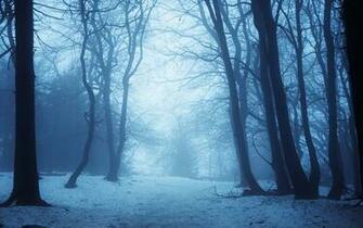 Trees Forest Path Road Haze Fog Mist Blue Wallpaper Background
