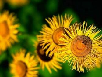 Yellow Sunflower Screensaver Screensavers