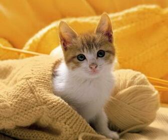 Tablet Pc Pet Wallpaper Background Photos