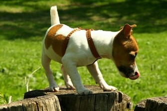 Jack Russell Wallpaper Fun Animals Wiki Videos Pictures Stories