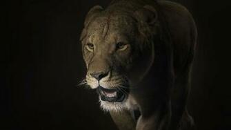 Wallpaper Lion Face Shadow Mane