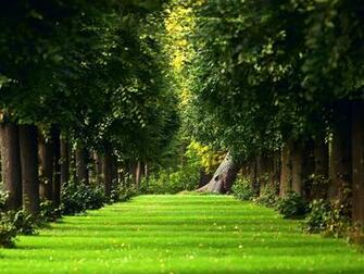 Beautiful Green Garden Wallpaper Full HD
