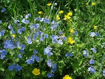 Sunny Spring Day Desktop Wallpaper And Background Alhomat Magz