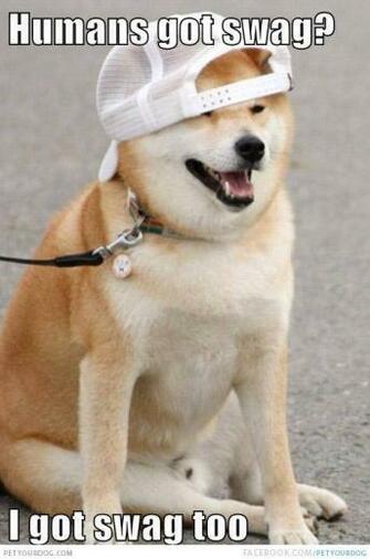 Go Back Gallery For Funny Welsh Corgi Pictures