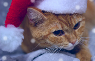 Wallpaper Cat Look Kitty Portrait Rabbit Red Christmas