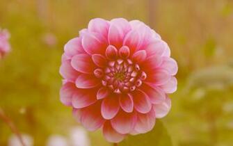 Beautiful Flower Summer HD Wallpaper