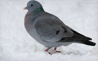 Beautiful Wallpaper For Desktop Dove HD