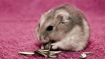 Hamster On A Pink Carpet Wallpaper