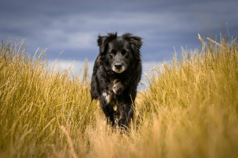 Animal Dog Black 4k Ultra HD Wallpaper