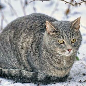 Zing Cat In Winter Jpg