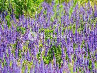 Natural Summer Background With Blooming Woodland Sage Balkan