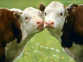 Funny Cows